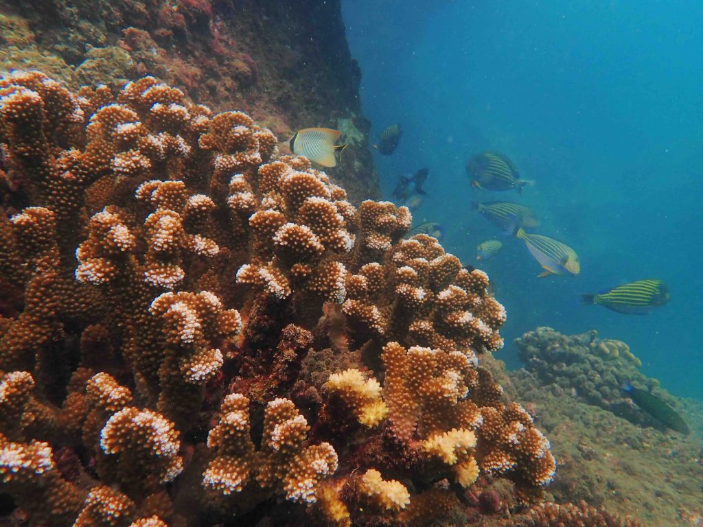 Hambantota Port emerges as marine biodiversity hotspot 14 IMG 3